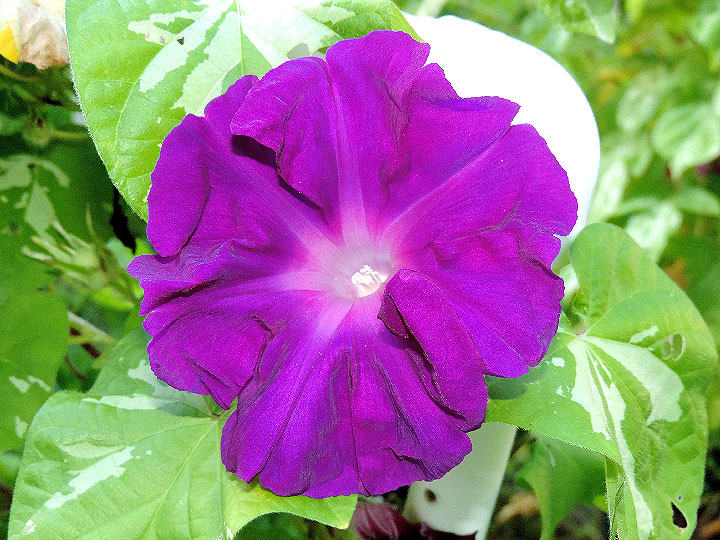 DSCN2810