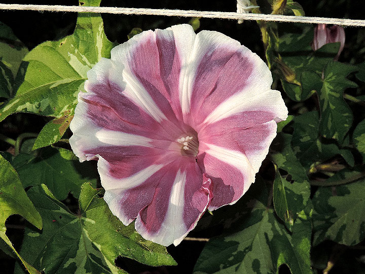 DSCN2836