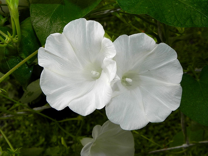 DSCN2933