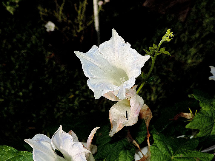 DSCN2996