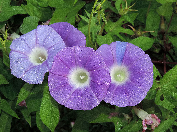DSCN3017