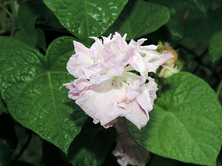 DSCN3018