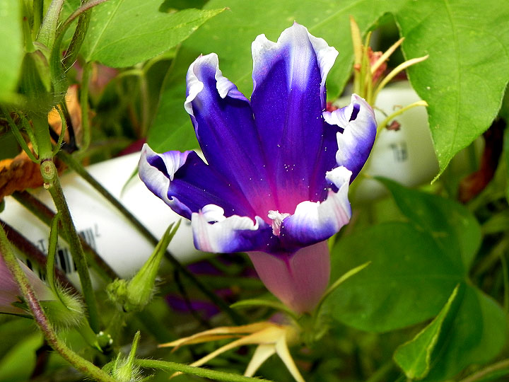 DSCN3049