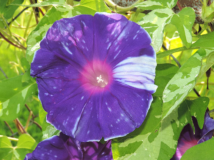 DSCN3092