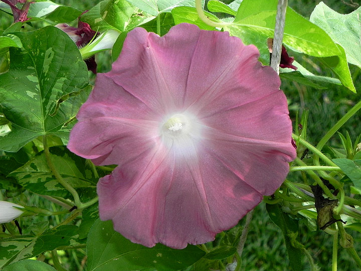 DSCN3341