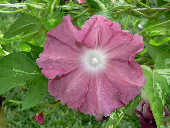 DSCN3342