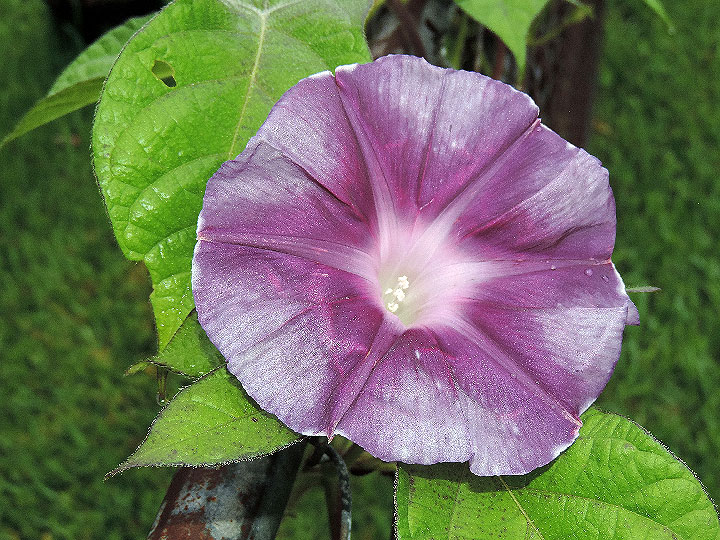 DSCN3466
