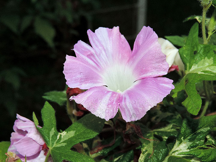 DSCN3487