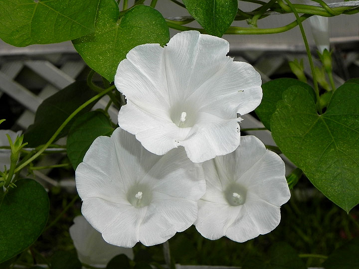 DSCN3508