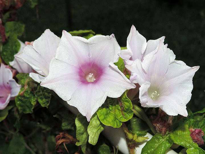 DSCN3517