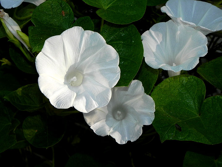 DSCN3539