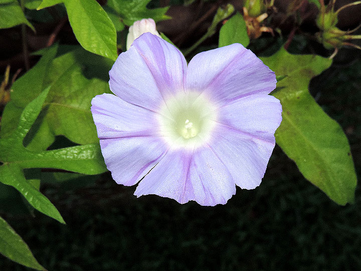DSCN3546