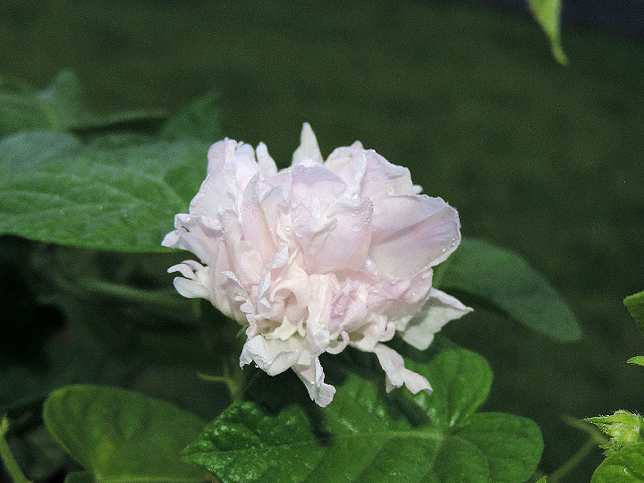DSCN3547
