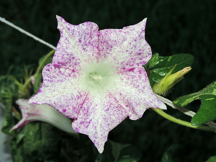 DSCN3568