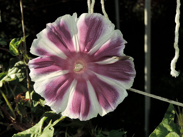 DSCN3622