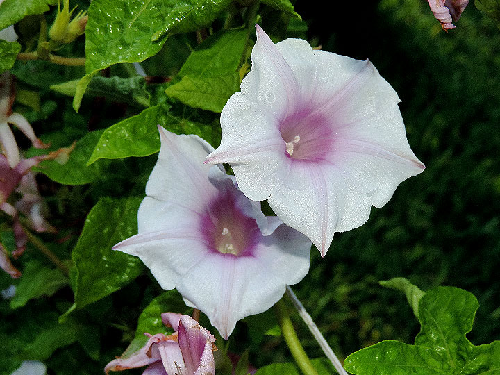 DSCN3661