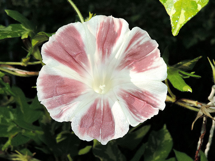 DSCN3682