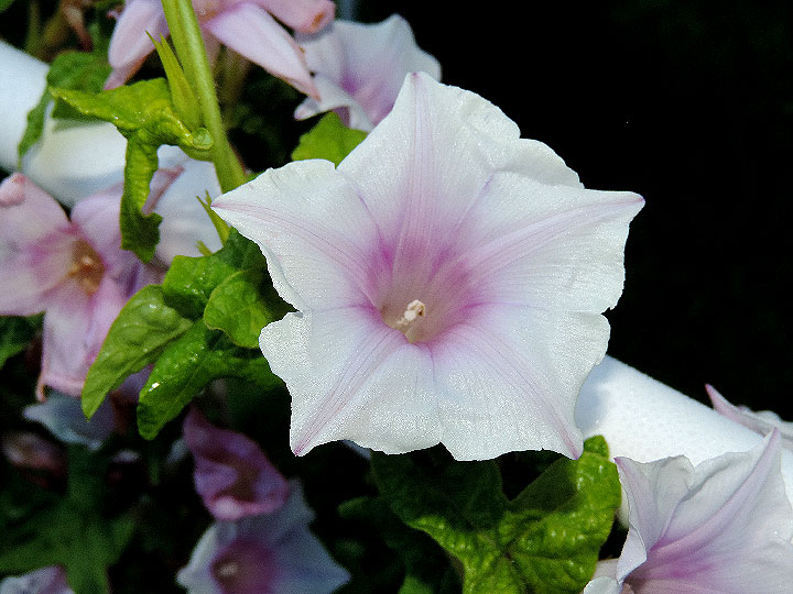 DSCN3757