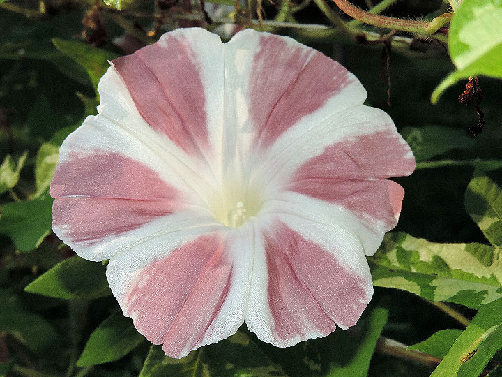 DSCN3778