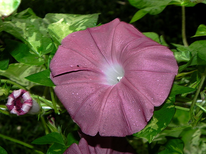 DSCN3786