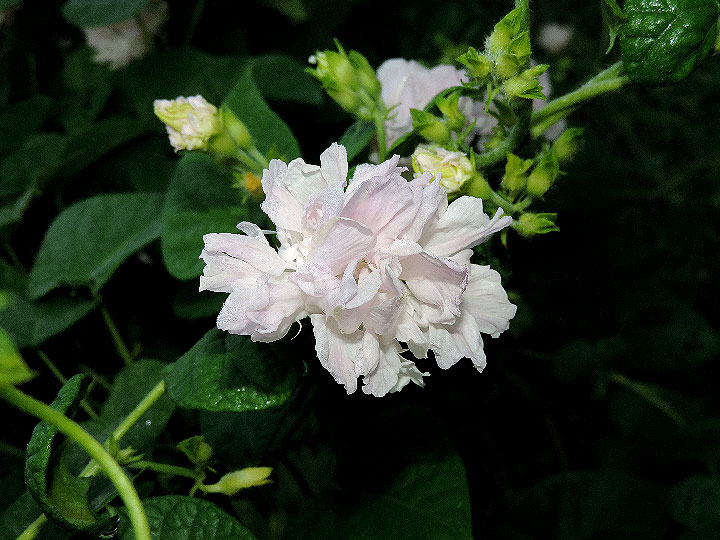 DSCN3904