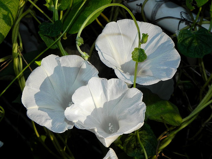 DSCN3928