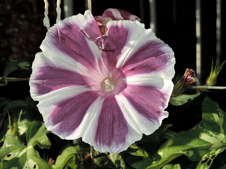 DSCN3983
