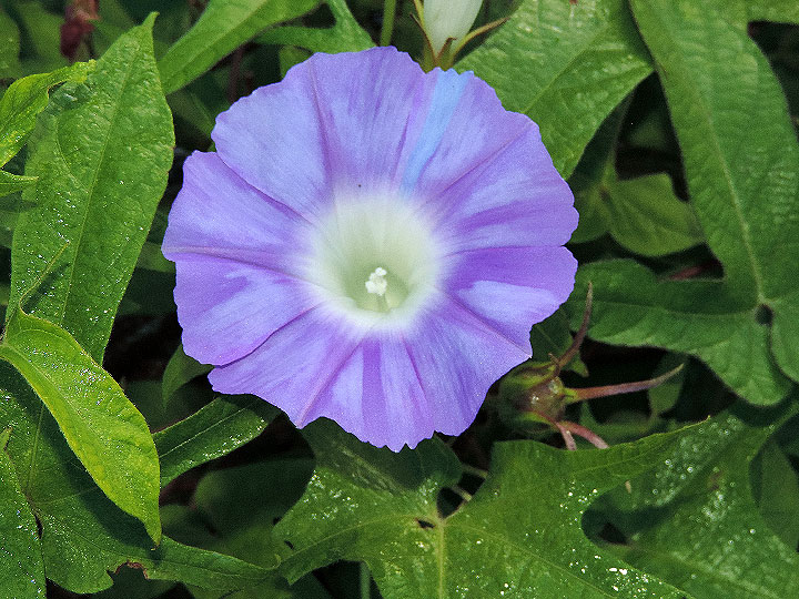 DSCN4003