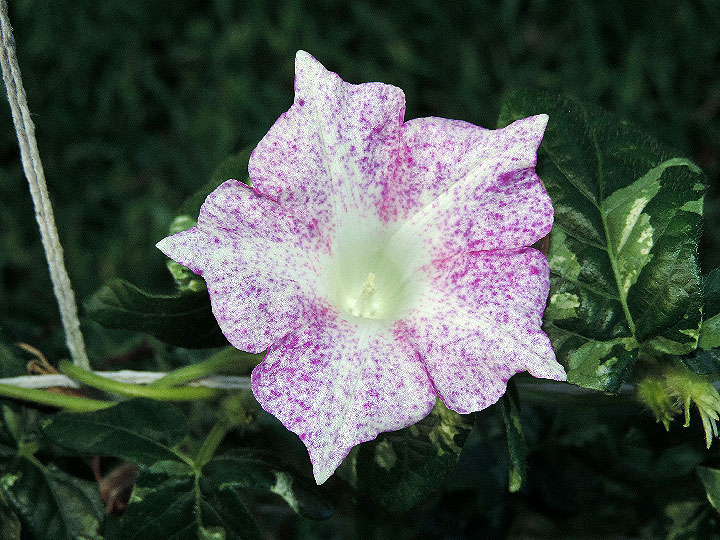 DSCN4028