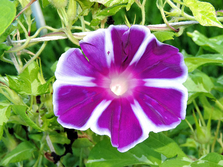 DSCN4041