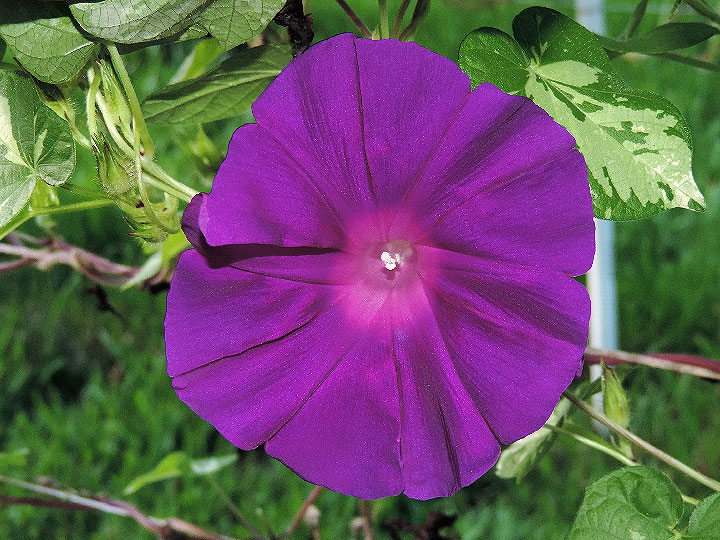 DSCN4052