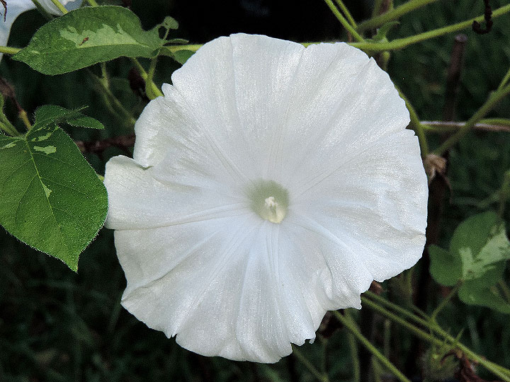 DSCN4072