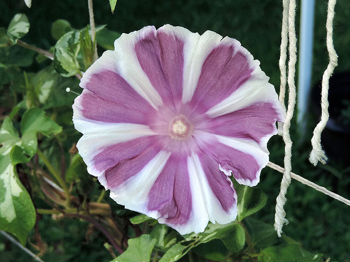 DSCN4077
