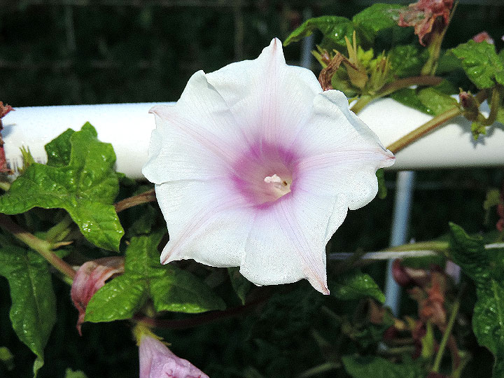 DSCN4120