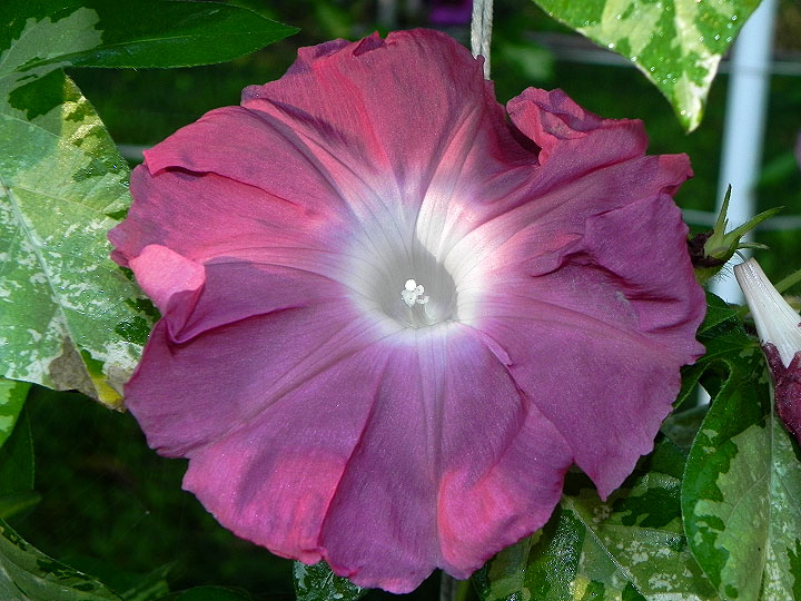 DSCN4143
