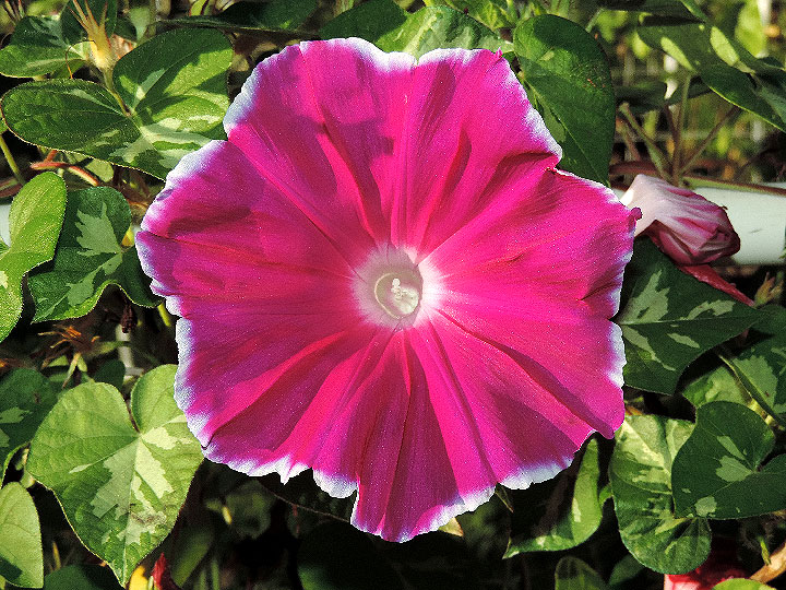 DSCN4162