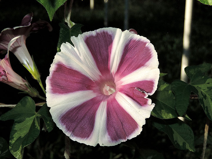 DSCN4171