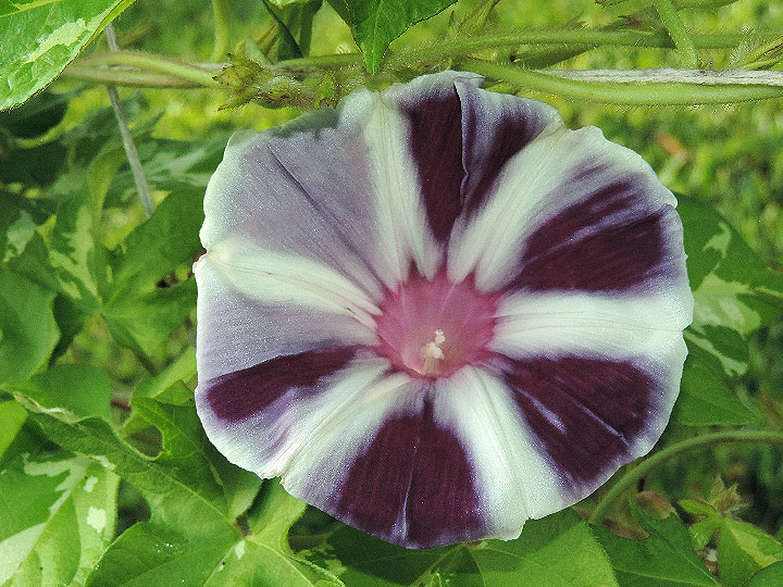DSCN4247