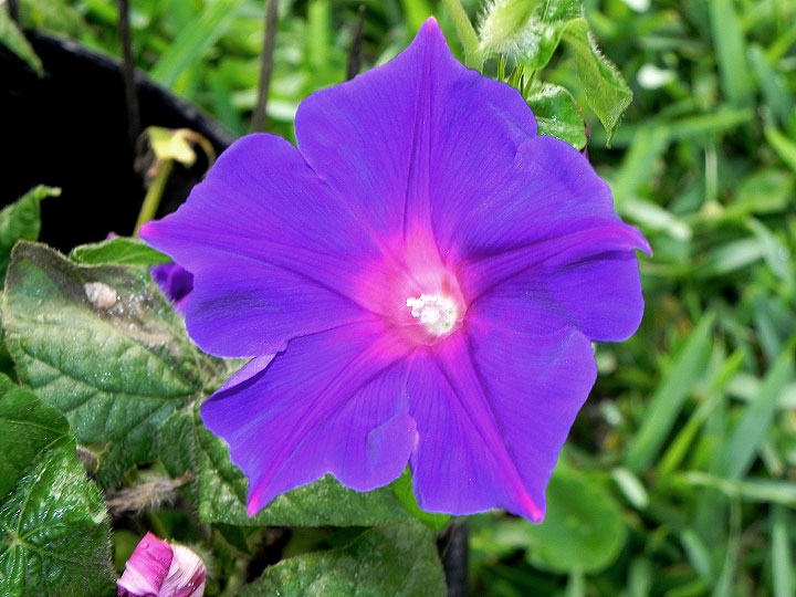 DSCN4250