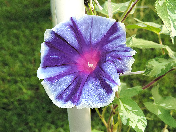DSCN4266_01
