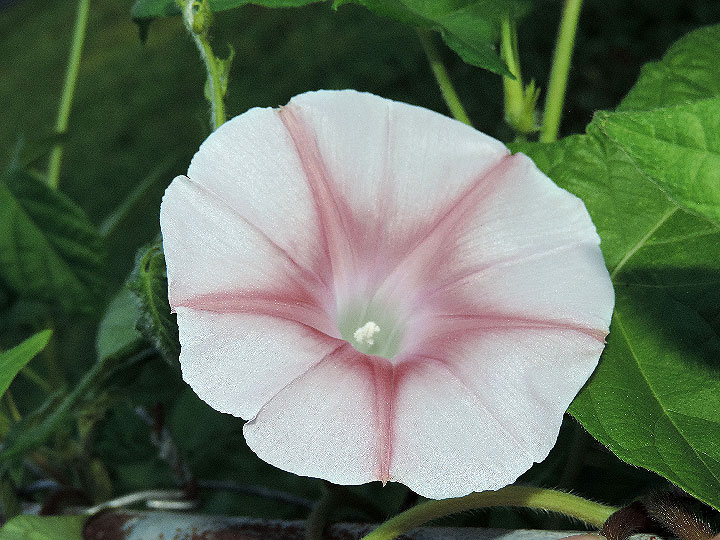 DSCN4321