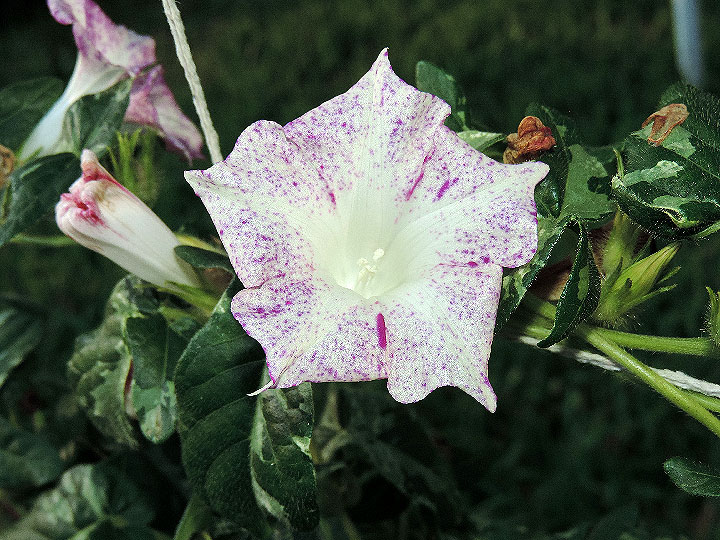 DSCN4339