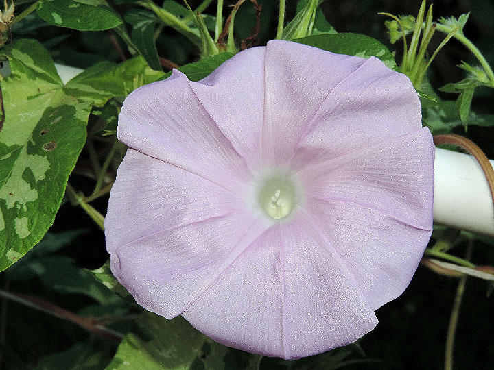 DSCN4367