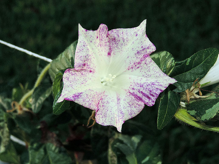 DSCN4442_01