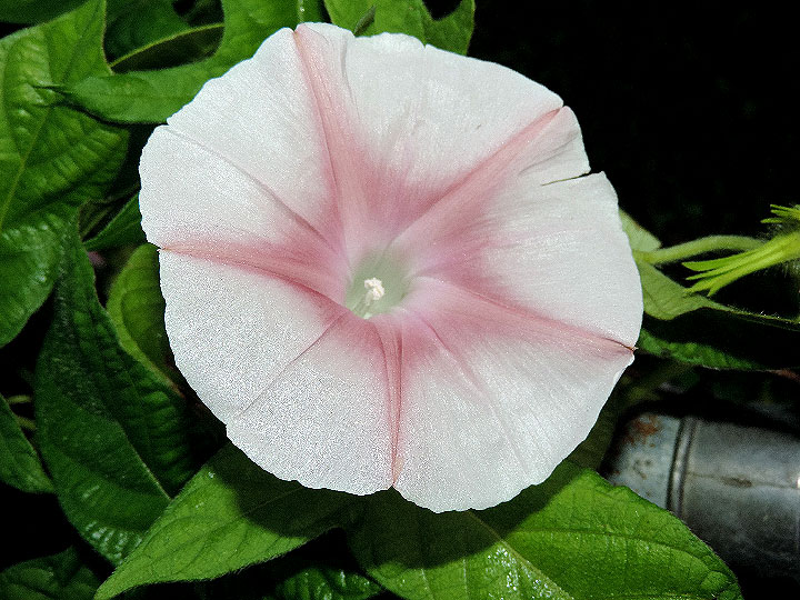 DSCN4515_01