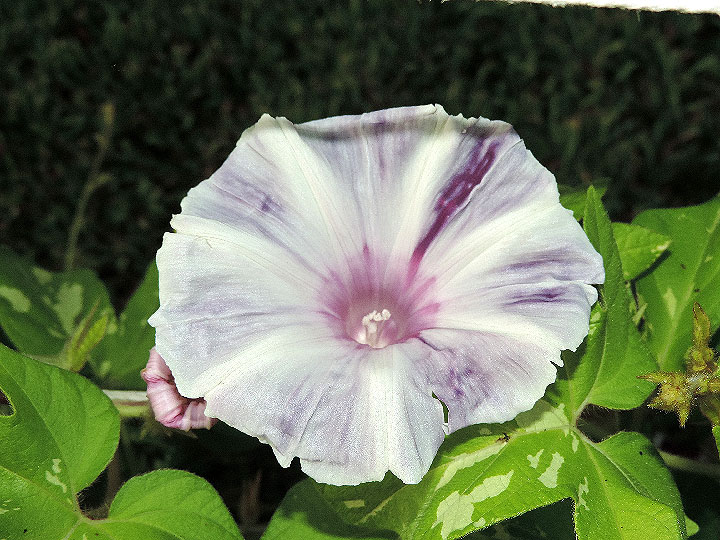 DSCN4556