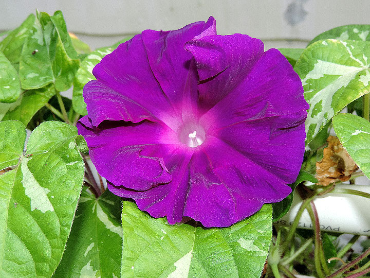DSCN4562_01