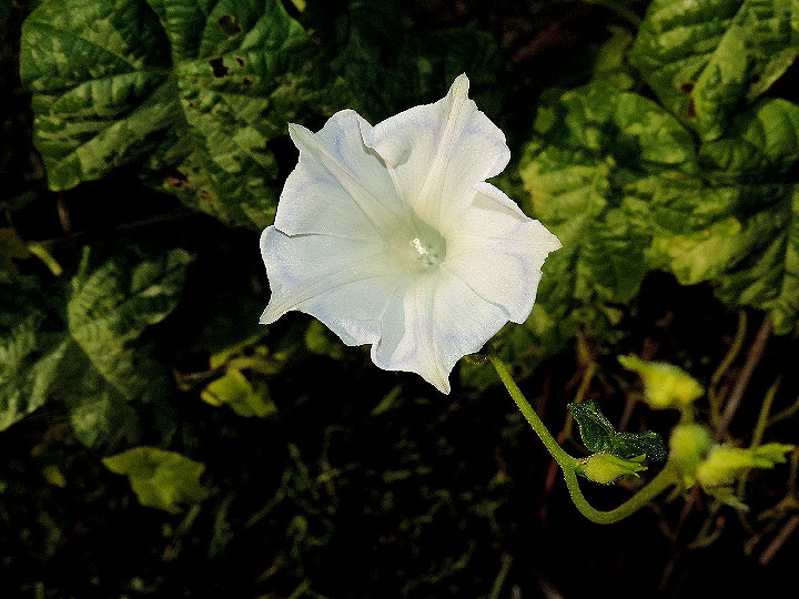 DSCN4593