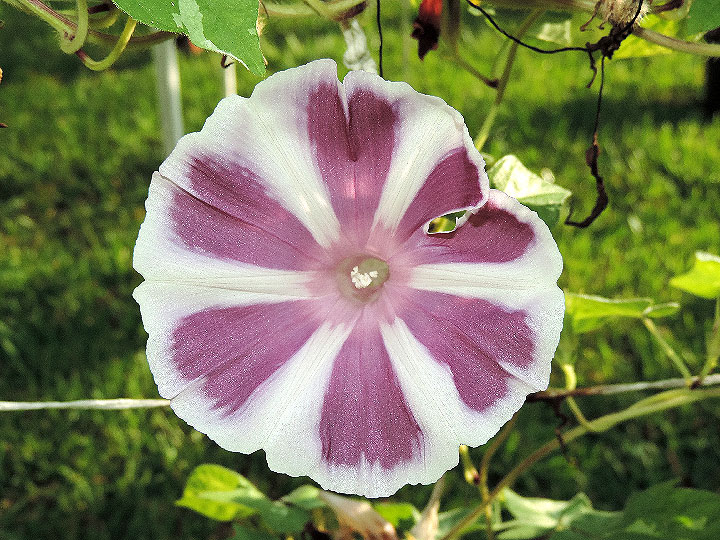 DSCN4600