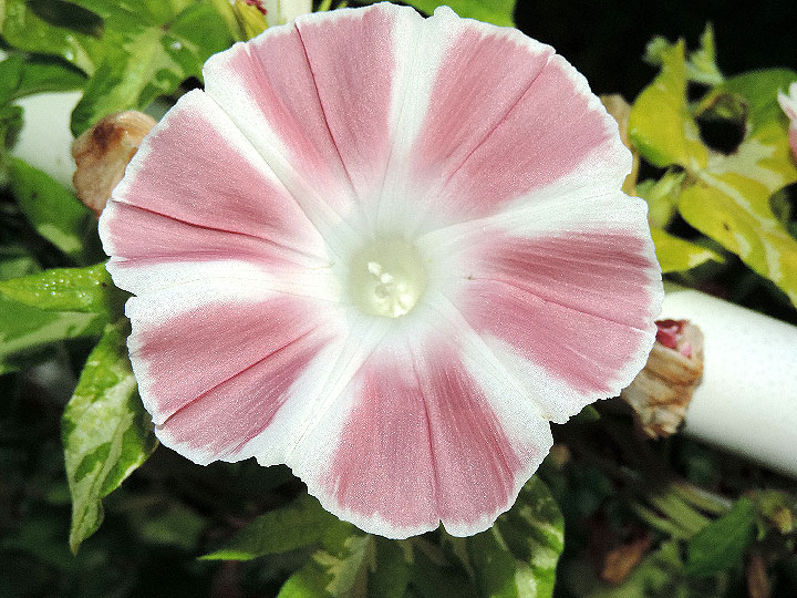 DSCN4674
